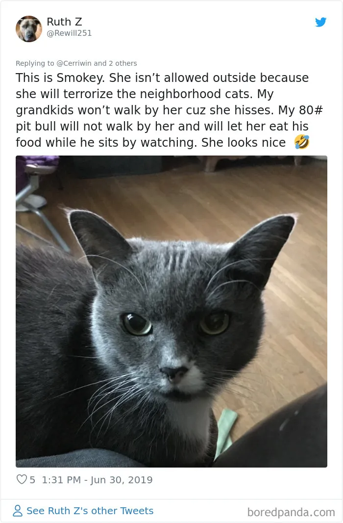 32 Funny Times People Realized How Mean Their Cats Actually Are