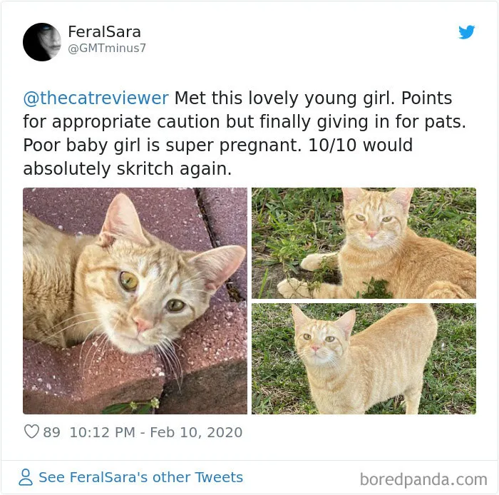 Twitter Account Encourages People To Rate The Cats They Meet On The Streets And It's Purrfect (30 Pics)