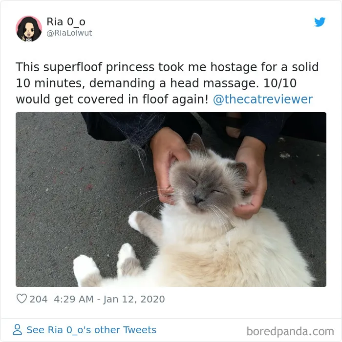 Twitter Account Encourages People To Rate The Cats They Meet On The Streets And It's Purrfect (30 Pics)