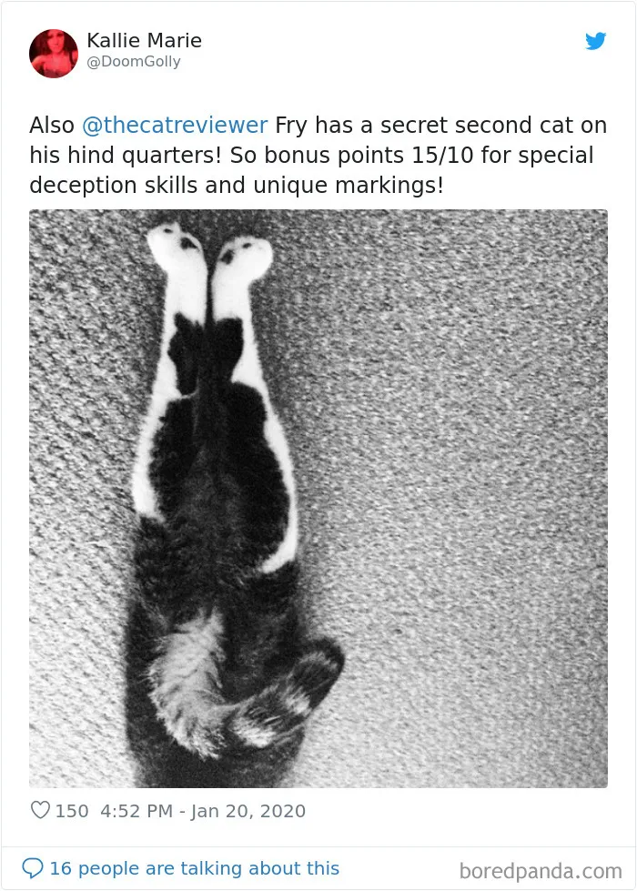 Twitter Account Encourages People To Rate The Cats They Meet On The Streets And It's Purrfect (30 Pics)