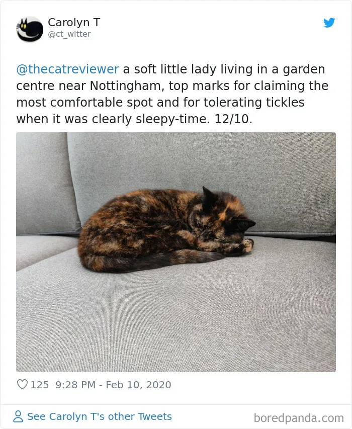Twitter Account Encourages People To Rate The Cats They Meet On The Streets And It's Purrfect (30 Pics)