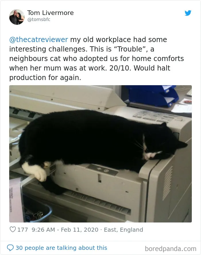 Twitter Account Encourages People To Rate The Cats They Meet On The Streets And It's Purrfect (30 Pics)