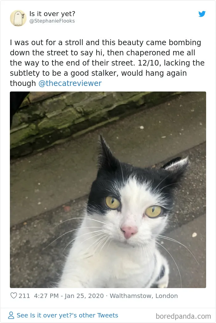 Twitter Account Encourages People To Rate The Cats They Meet On The Streets And It's Purrfect (30 Pics)