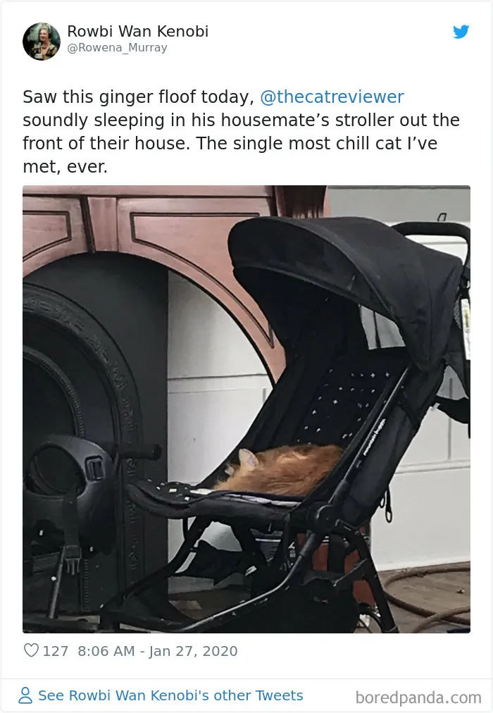 Twitter Account Encourages People To Rate The Cats They Meet On The Streets And It's Purrfect (30 Pics)