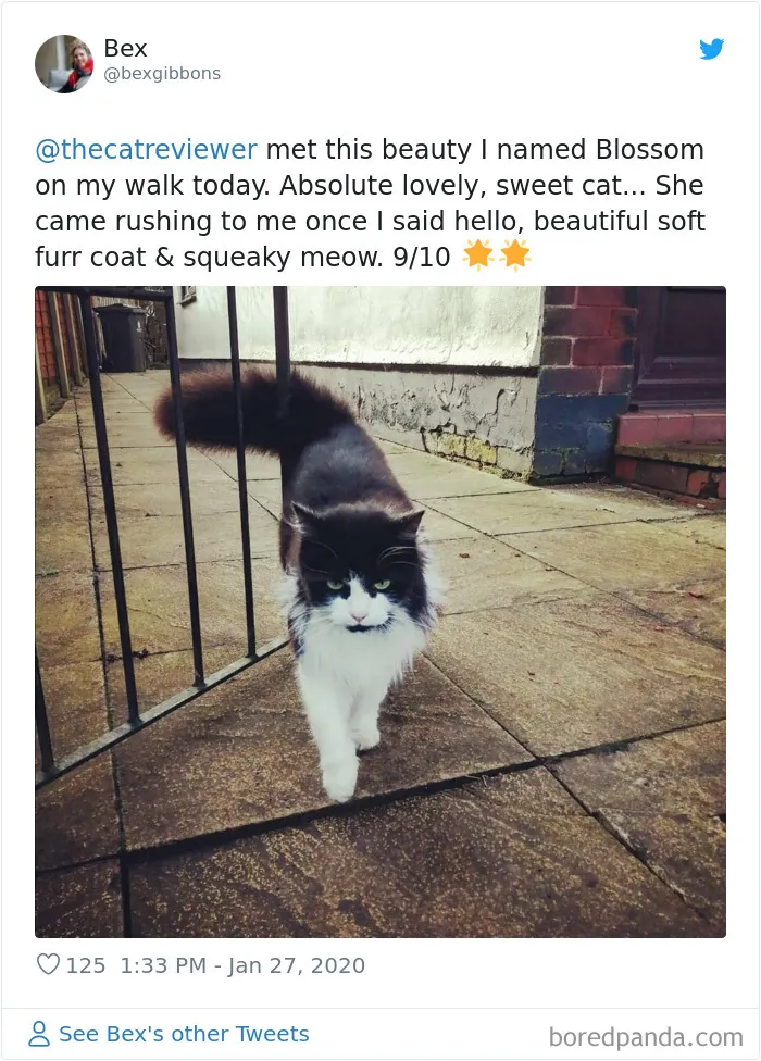 Twitter Account Encourages People To Rate The Cats They Meet On The Streets And It's Purrfect (30 Pics)