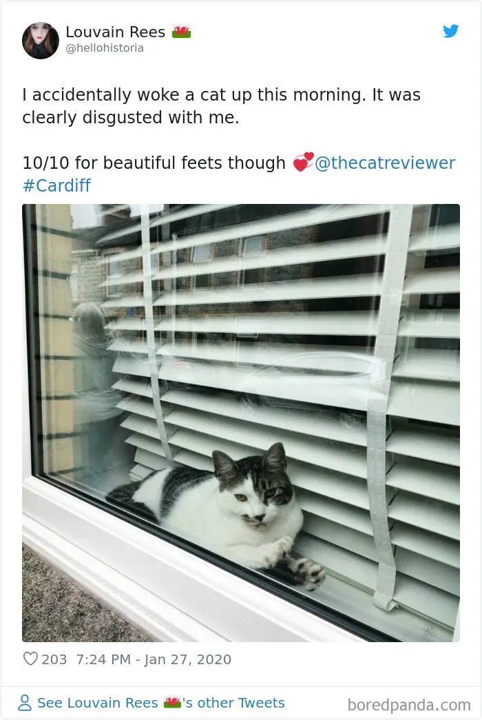 Twitter Account Encourages People To Rate The Cats They Meet On The Streets And It's Purrfect (30 Pics)