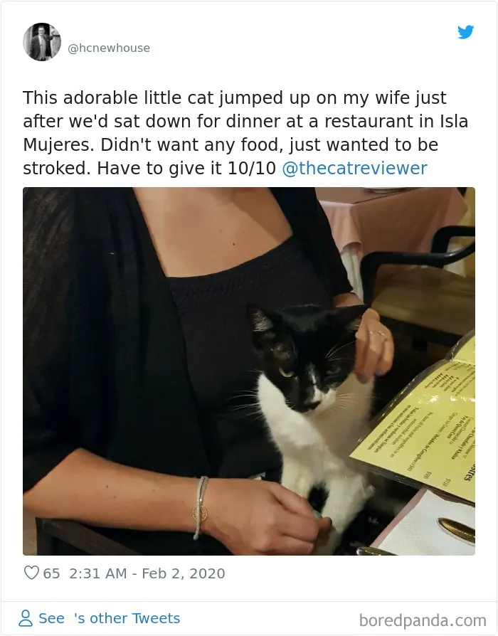 Twitter Account Encourages People To Rate The Cats They Meet On The Streets And It's Purrfect (30 Pics)