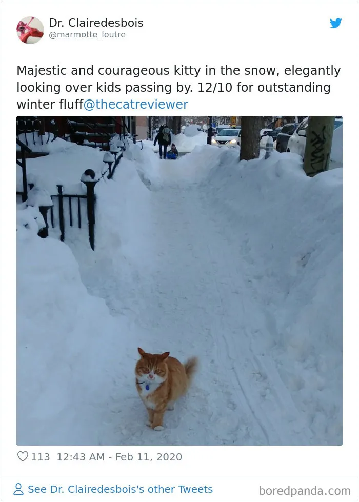 Twitter Account Encourages People To Rate The Cats They Meet On The Streets And It's Purrfect (30 Pics)