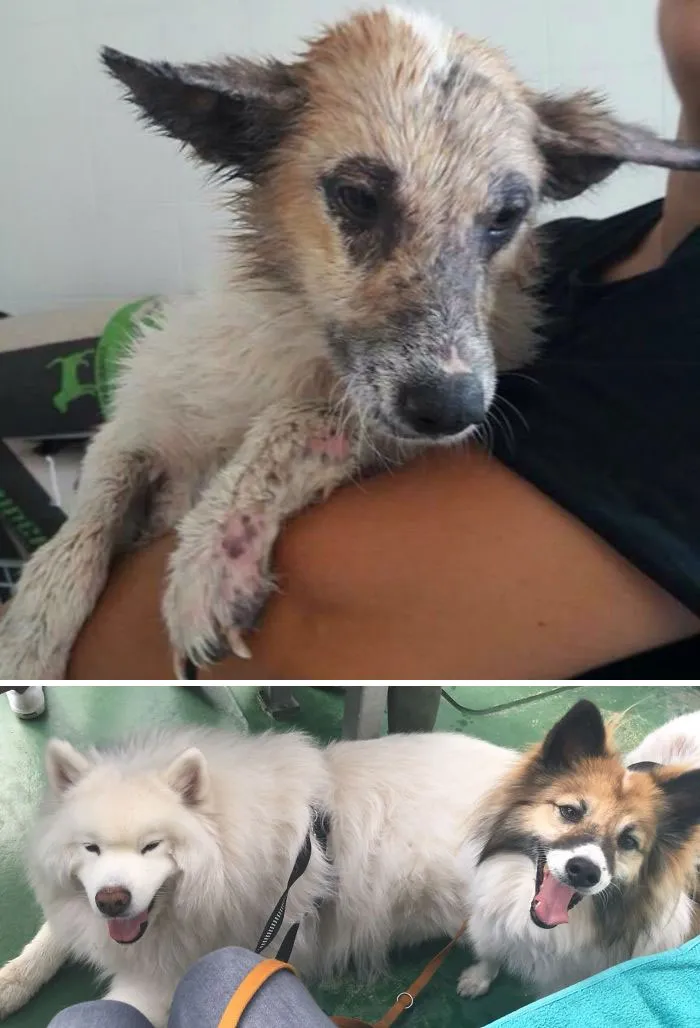 Meet Anna! She Was Living On The Streets Of Italy Before My Mom Brought Her To Germany. Now She's Happy And Loves Her Buddy Iluq