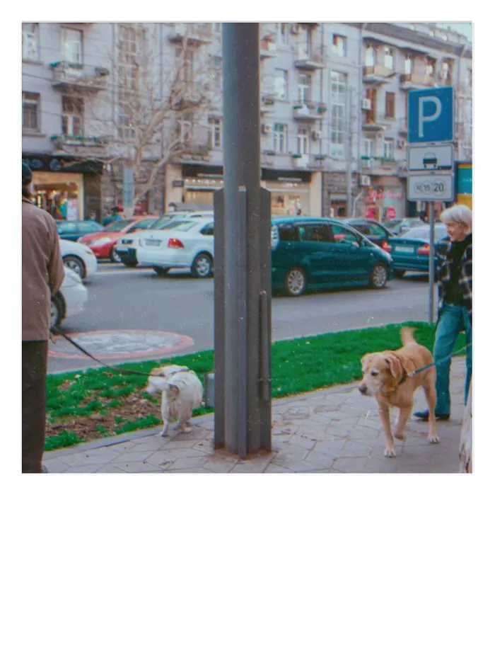Two Doggos