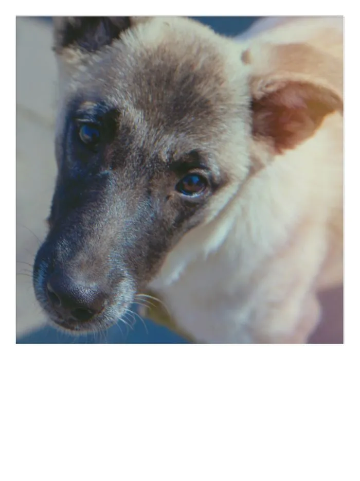 My Doggo