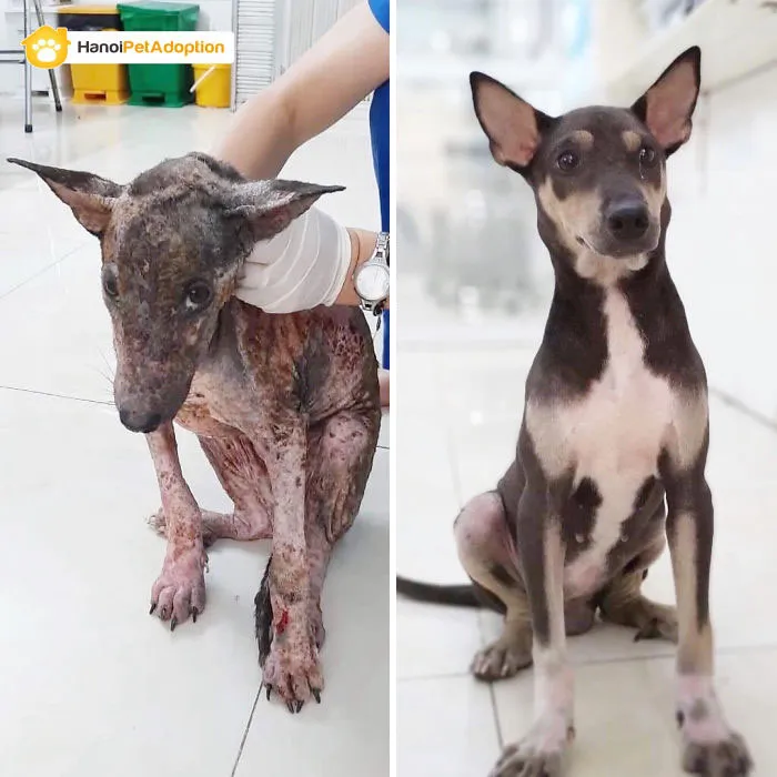 New Foster Pup Nic, She’s Come So Far Already!