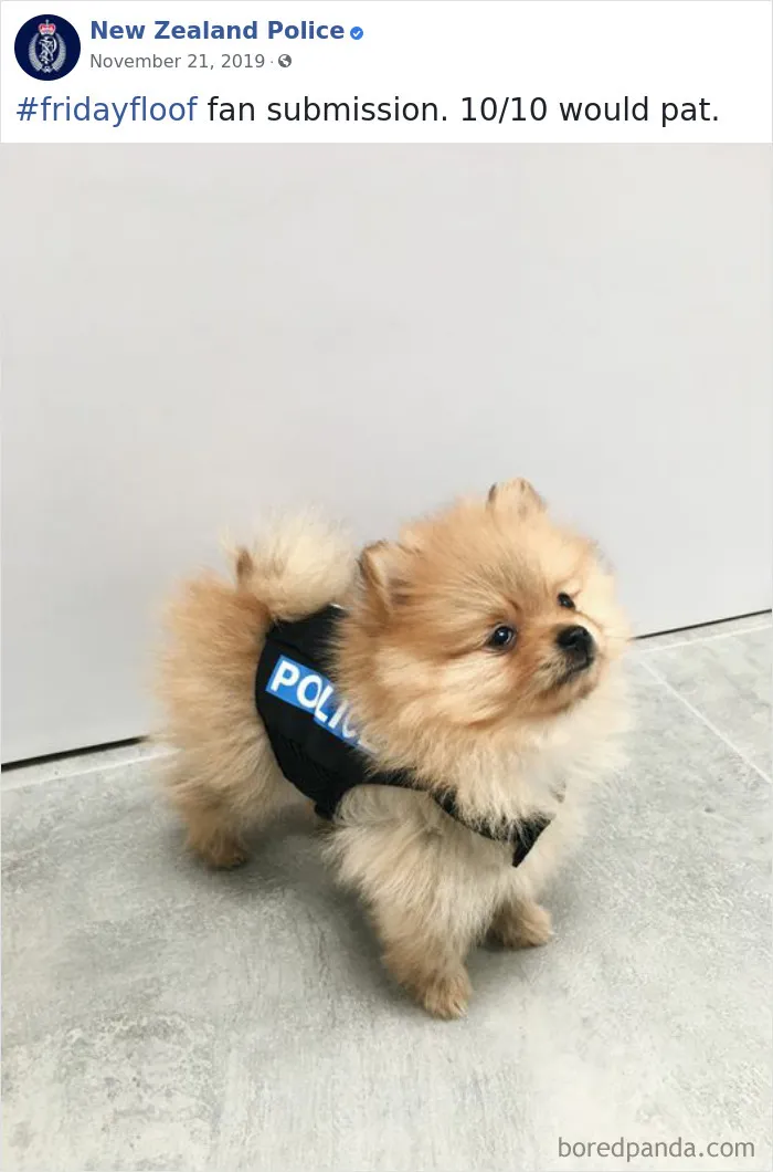 The New Zealand Police Is Winning Over The Internet With Their Adorable And Funny Posts (30 Pics)