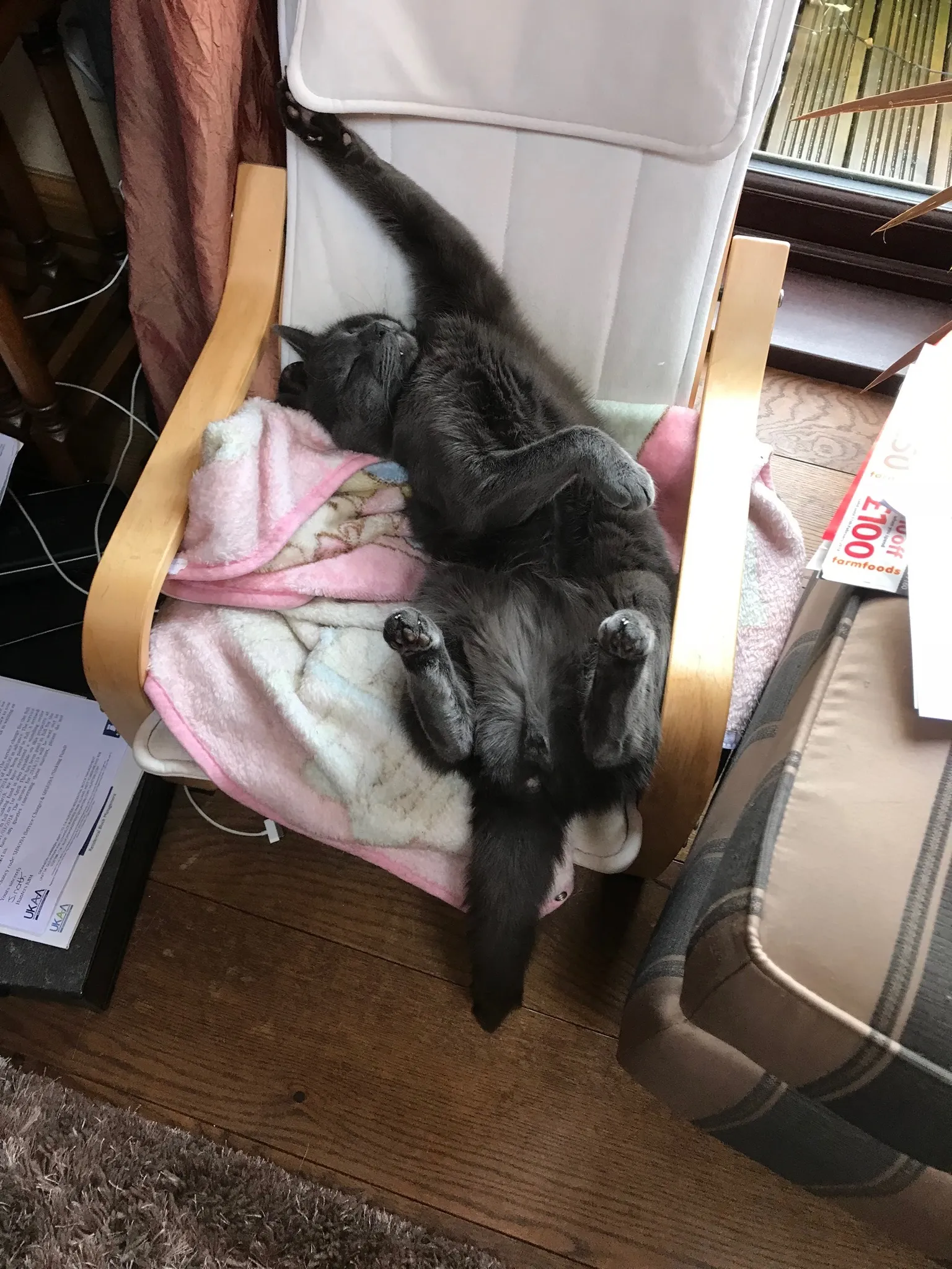 Expert Awkward Sleeper ...... Koshka The Cat❤️