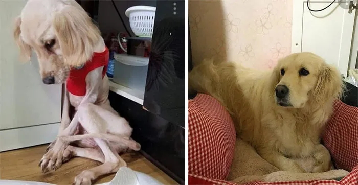 A Korean Family Rescued This Golden From A Breeding Facility. Went From 15 Lbs To A Healthy 60 Lbs