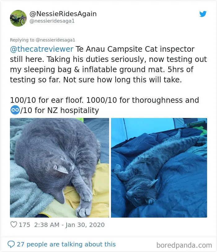 Twitter Account Encourages People To Rate The Cats They Meet On The Streets And It's Purrfect (30 Pics)