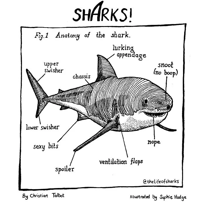 Here Are Our 30 Best Comics That Depict The Snarky Conversations Between Sharks And Other Aquatic Life