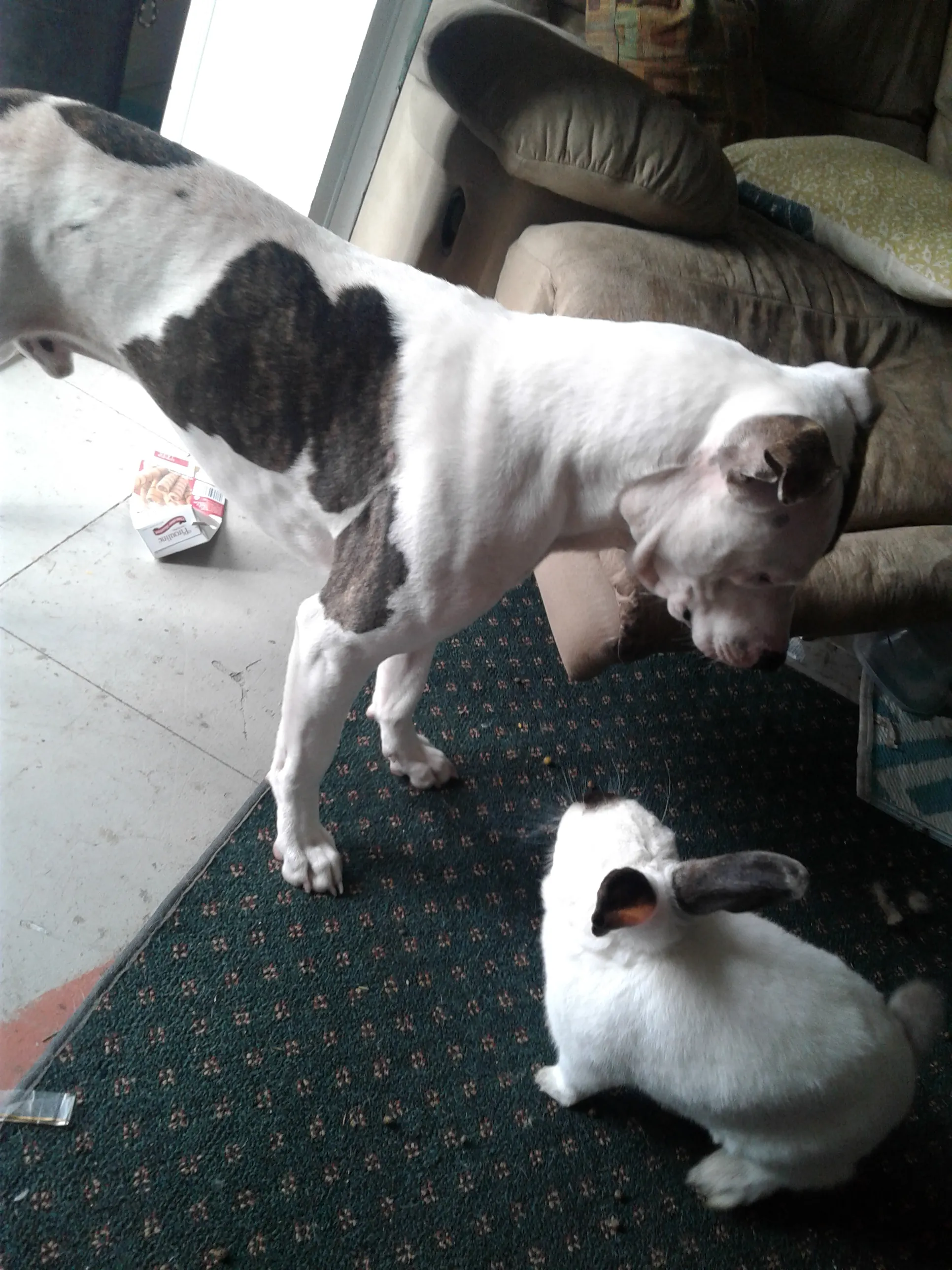 Bully vs. Bunzibunny