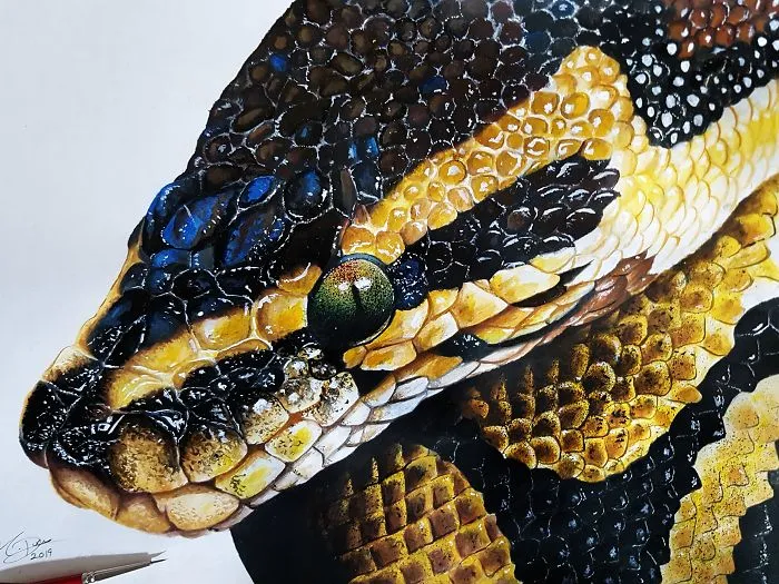 Ball Python