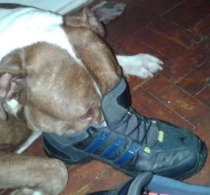 People Are Sharing Pics Of 'The Platypus' Dog To Brighten Up Their Day (30 Pics)