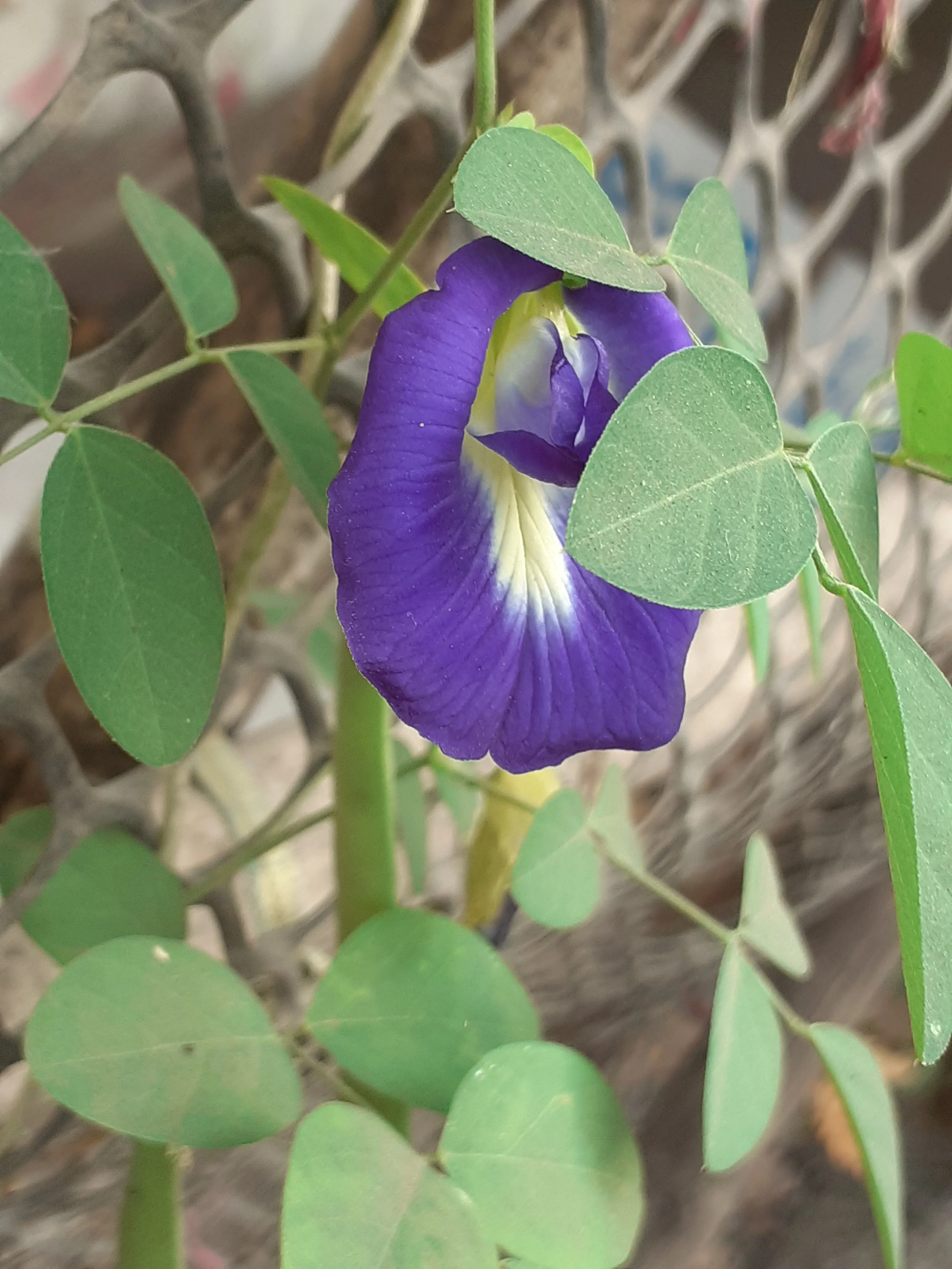 Purple Flower