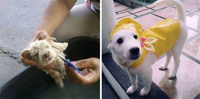We Found Her Infested With Fleas On The Curb 3 Months Ago. Her Name Is Sky And She Likes The Rain.