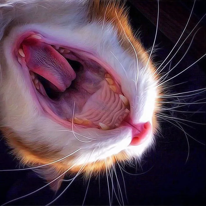 Italian Woman Documents The Carefree Life Of Her Cat And It Kinda Makes You Jealous (36 Pics)