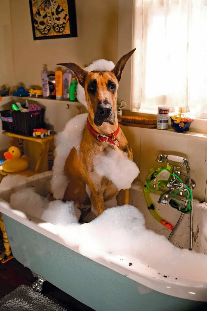 Marmaduke (Great Dane), Marmaduke, 2010