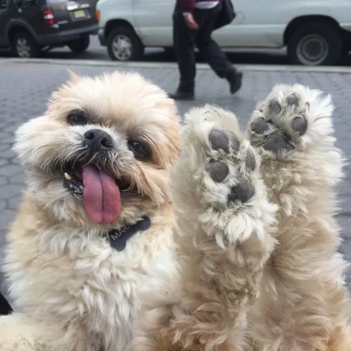 Meet Marnie, An 18 Y.O. Instagram Dog-Star With Almost 2 Million Followers And Friends Like Taylor Swift And Demi Lovato