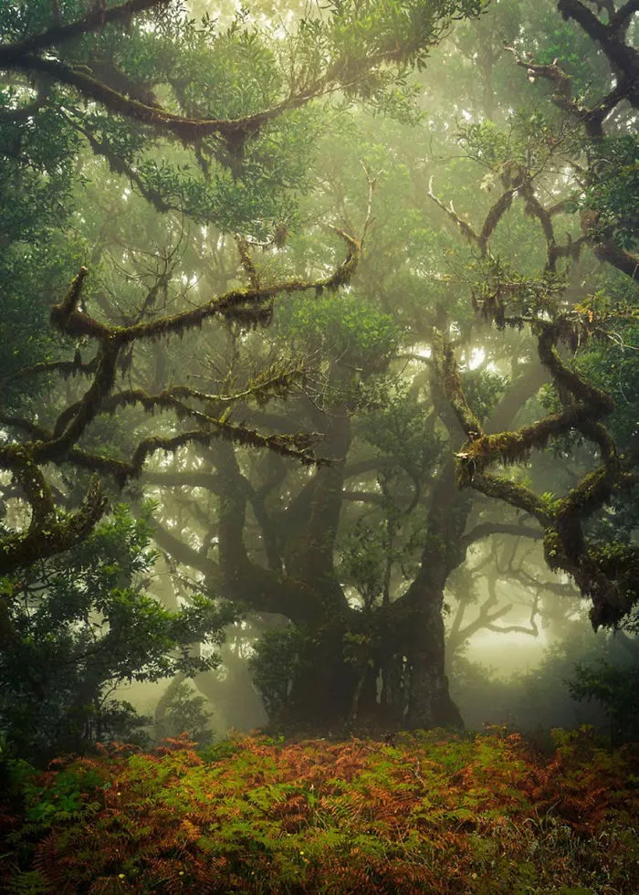 Madeira, Portugal,  By Anke Butawitsch