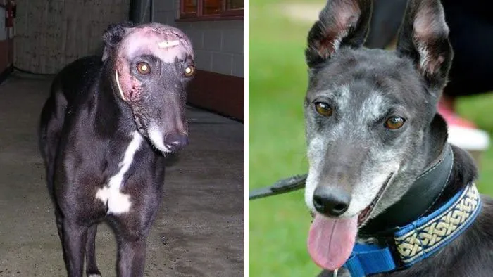 Timmy Was Hit Over The Head With A Blunt Object By His Racing Trainer. After Surgery To Repair His Broken Skull, Therapy To Help Him Regain Proper Use Of His Legs And Plenty Of Tlc He Was Rehomed And Lived Everyday To The Fullest!