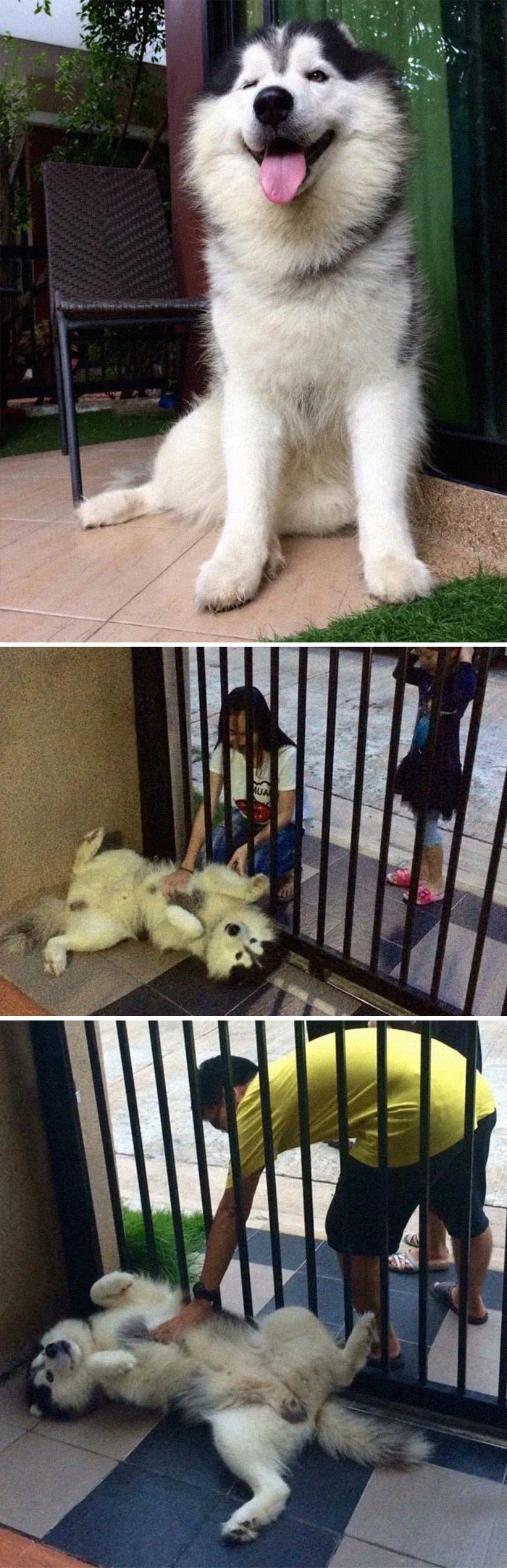 Got A Dog To Guard The House But Then...  Who Wants A Belly Rub?
