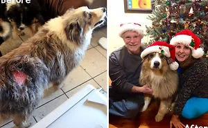 30 Dog Photos Before & After Their Life-Changing Adoption