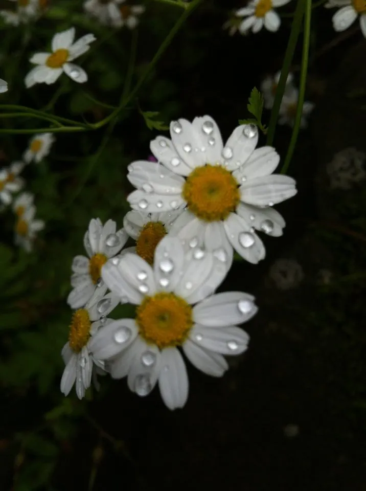 Georgian Nature
