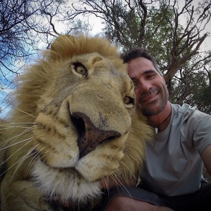 Lion's Head Compared To Man's Head. Absolute Unit