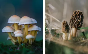 I Go To The Forest With My Camera To Capture The Fabulous Beauty Of Mushrooms