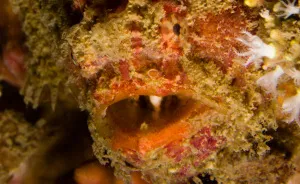 I Spent Hours Scuba Diving And Photographing Frogfish Which Are Really Hard To Find Due To Their Perfect Camouflage