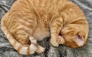 We Took In A Rescued Feral Cat, Now My Wife Takes Photos Of Her Sleeping Every Day
