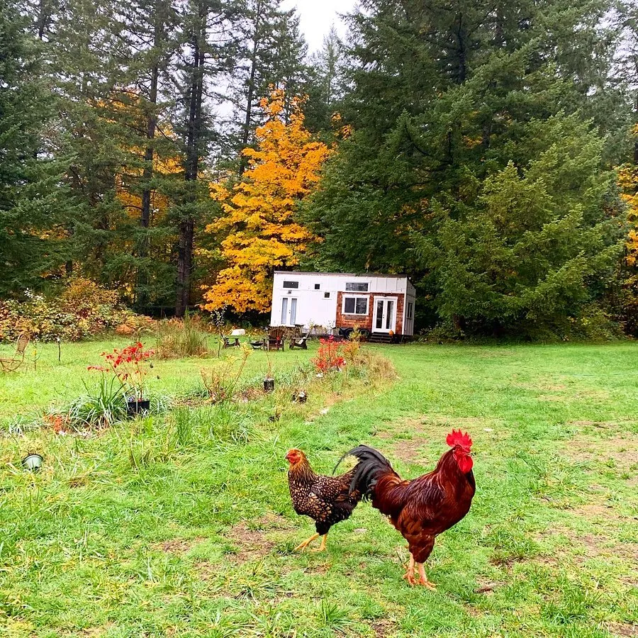 Family Builds Beautiful Tiny House Homestead On Their Farm.