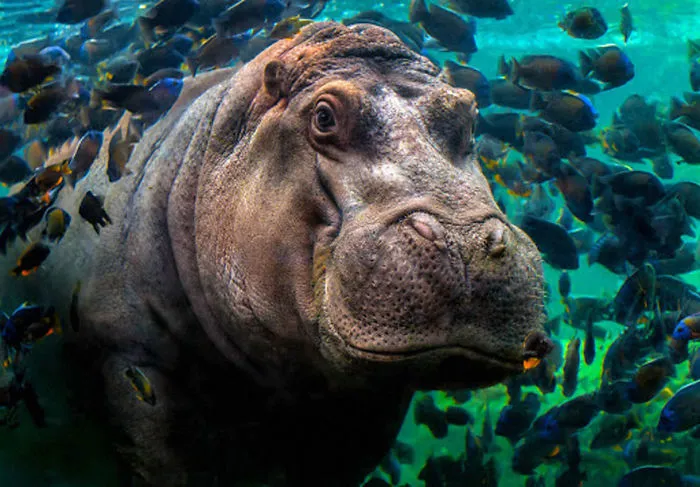 Portrait Category: 'Close Encounters' By Pedro Jarque Krebs, Peru