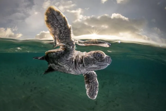 Portrait Category: 'High Five - A Newly Hatched Hawksbill Turtle' By Matty Smith, Australia