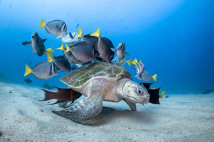 Behaviour Category: 'Turtle & Friends' By Henley Spiers, UK