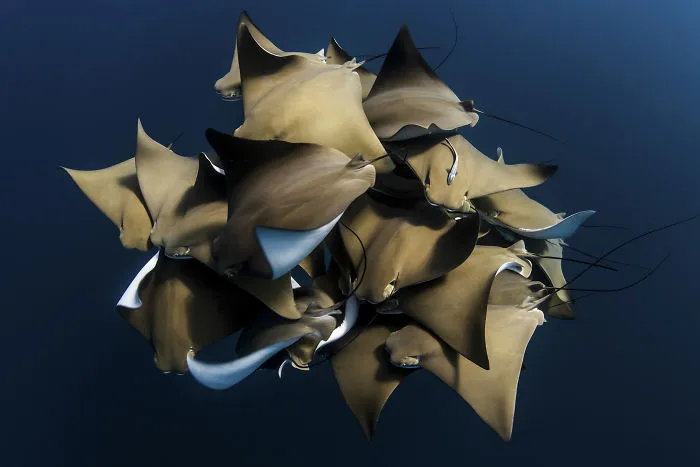 Behaviour Category: 'A Fever Of Cownose Rays' By Alex Kydd, Australia