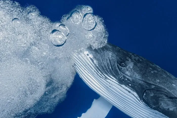 Behaviour Category: 'Say Me' By Paolo Isgro, Italy