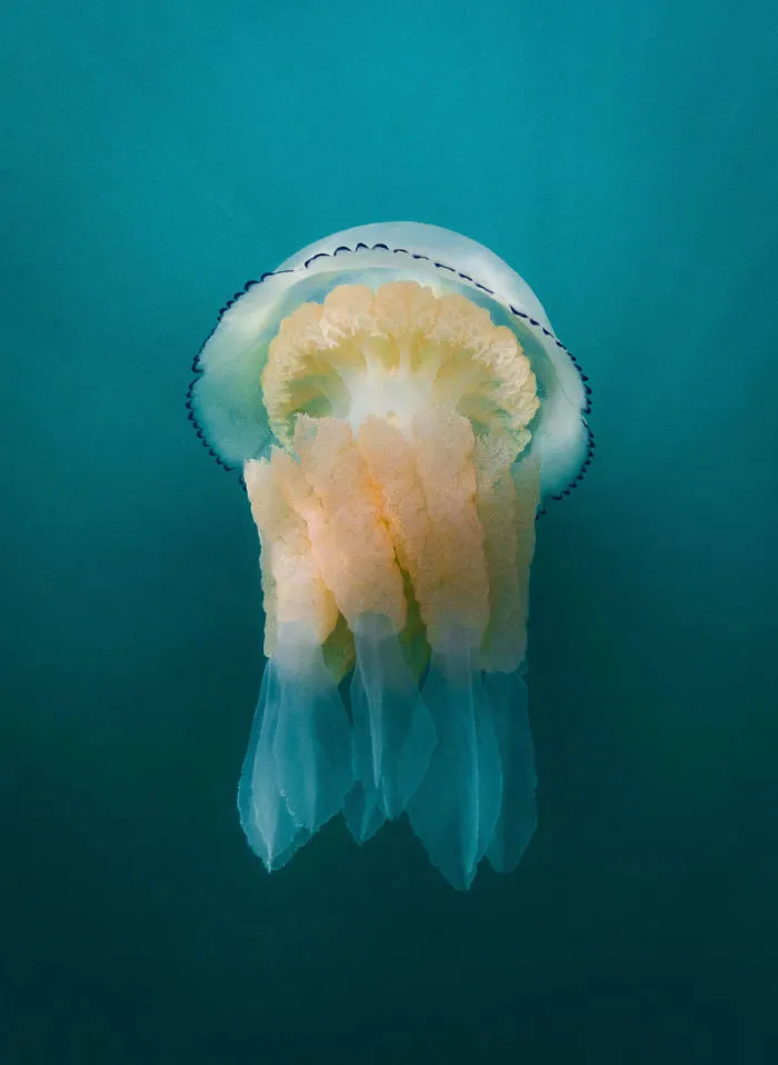 British Waters Compact Category: 'They’re Back' By Colin Garrett, UK