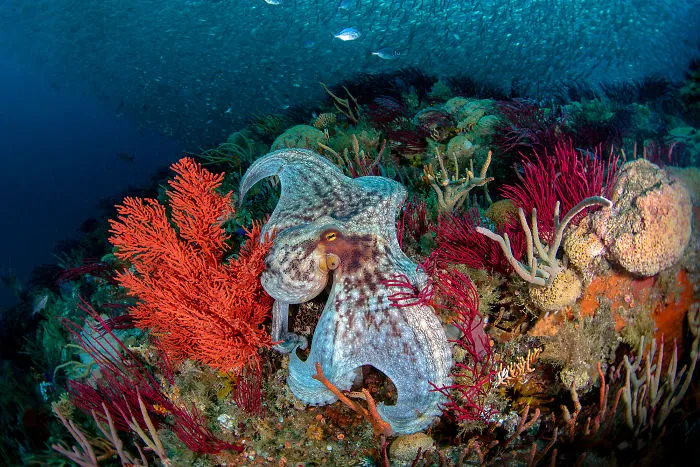 Wide Angle Category: 'Over The Reef' By Nadia Aly, USA