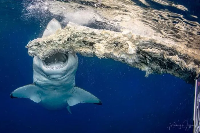 Behaviour Category: 'Great White Bite' By Kimberly Jeffries, USA