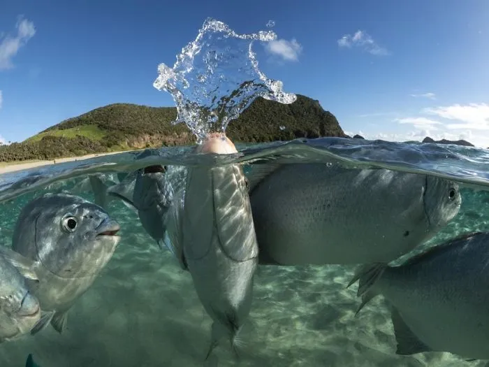 Behaviour Category: 'Emperor Among Drummers' By Scott Portelli, Australia