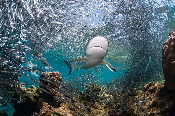 Up & Coming Category: 'Bait Ball Of Life' By Emilie Ledwidge, Australia