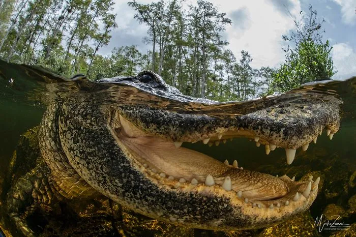 Portrait Category: 'Close Encounters In The Swamps' By Mirko Zanni, Switzerland